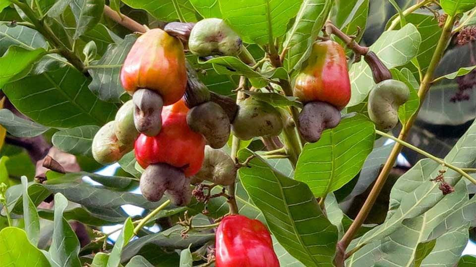 កម្ពុជា ឆ្ពោះទៅកាន់អធិរាជស្វាយចន្ទី ដោយខេត្តនេះ ត្រូវបានចងក្រងបង្កើតសហគមន៍ទំនើបស្វាយចន្ទីចំនួន៣